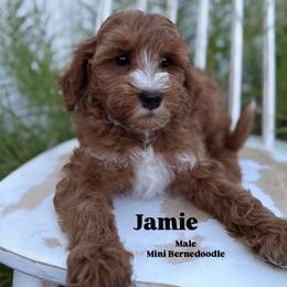 Jamie - Red male Bernedoodle puppy in Herriman, Utah from Gypsi Doodles & Poodles LLC.
