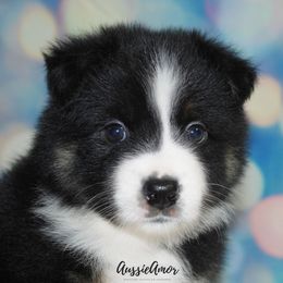 Miniature Australian Shepherd Puppies from Aussie Amor