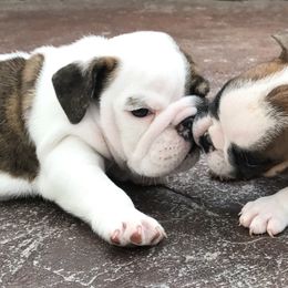 Bulldog Puppies from Itsabulldogthing