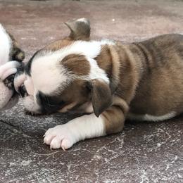Bulldog Puppies from Itsabulldogthing