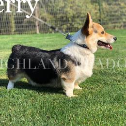 Perry - Pembroke Welsh Corgi