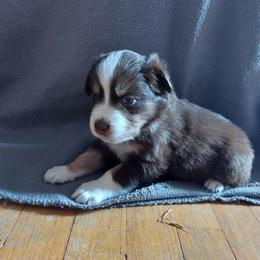 Blue Collar - Red tri-color Australian Shepherd puppy in Kansas from Lifeline Ranch