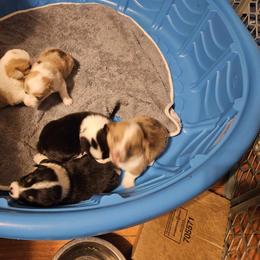 American Corgi Puppies from GC Farms Corgis