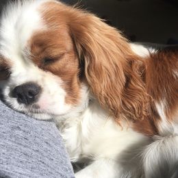 Chloe - Cavalier King Charles Spaniel