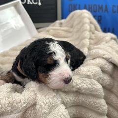 Goldendoodle and Golden Mountain Doodle Puppies from Silver Barn Doodles