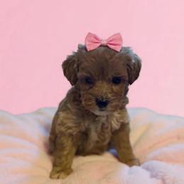Velma - Red  female Goldendoodle puppy in Cumberland, Rhode Island from minigoldendoodlesofRI