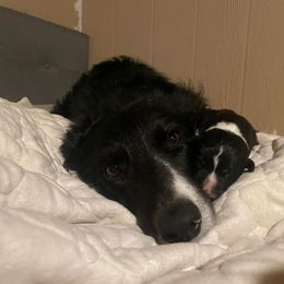 Border Collie and German Shepherd Puppies from Von Guadachi Working Dogs