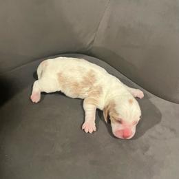 Third Little Boy - Lemon and white male Basset Hound puppy in Hurtsboro, Alabama from PARK’s Family Farm