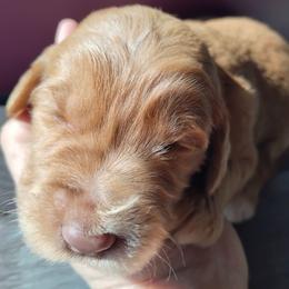 Penny - Caramel red female Labradoodle puppy in Apache Junction, Arizona from Loving Doodle
