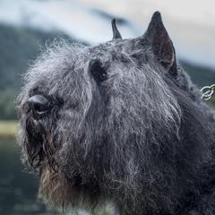 Bouvier des Flandres from Cassiopeia Bouviers