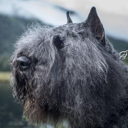 Bouvier des Flandres from Cassiopeia Bouviers