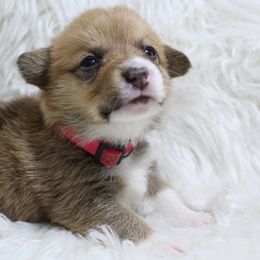 Miniature Australian Shepherds and Pembroke Welsh Corgis from H2 Puppies