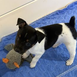 Mercedes - Black tan and white female Rat Terrier puppy in Savoy, Texas from Rockin EZ Rat Terriers