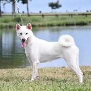 Ume - Kishu Ken