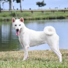Ume - Kishu Ken
