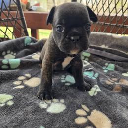 Elizabeth - Brindle and white female French Bulldog puppy in Newalla, Oklahoma from Fuzzy Angels