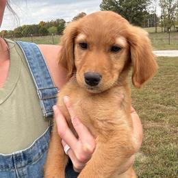 Claire - Dark golden female Golden Retriever puppy in Marshfield, Missouri from Hilltop Kennel LLC