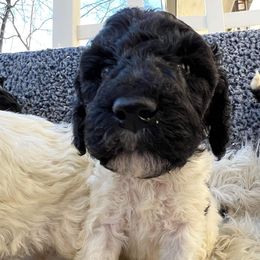 Goldendoodle and Poodle Puppies from Elizabeth Rocha's Doodles