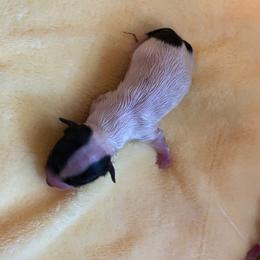 Bruce - Black and white male Chihuahua puppy in Red Bluff, California from Aye Chihuahua