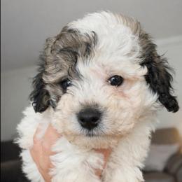 Charlie - Parti male Maltipoo puppy in Chattanooga, Tennessee from Joy-fur puppies
