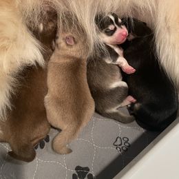 Pomsky puppies from Blue Sky Pomsky