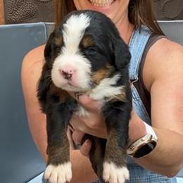 Yellow Collar Female - Black rust and white female Bernese Mountain Dog puppy in Bristol, Tennessee from Holston Hollow Farm