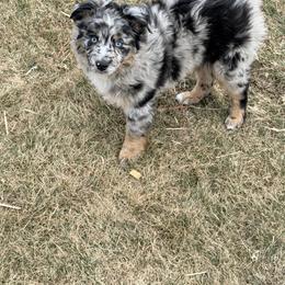 Checkers - Blue merle male Miniature Australian Shepherd puppy in Cumberland, Wisconsin from Homestead Doxies & Shepherds LLC