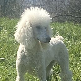 Judith - Poodle