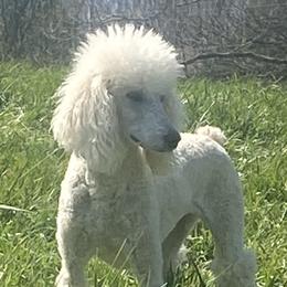 Judith - Poodle