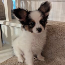 Papillon puppies from Southern Peach