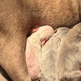 Boy 3 - Cream male French Bulldog puppy in Centuria, Wisconsin from Rott'N'Frenchies