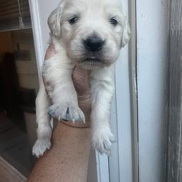 Black - Light golden male Golden Retriever puppy in Jesup, Georgia from Painted Platinum Retrievers (Painted Platinum Kennel) PPK