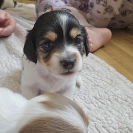 Minnie - Piebald female Dachshund puppy in North Waterboro, Maine from Poole Family Miniature Dachshunds