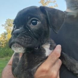 Girl 1 - Brindle female Boxer puppy in Eden Nc, North Carolina from Clearview boxers