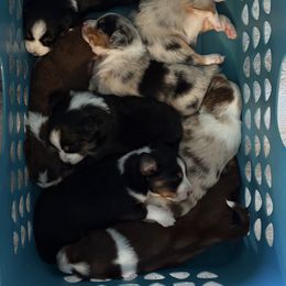Miniature Australian Shepherd Puppies from Iris’ Island Oasis