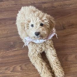 Lilly - Goldendoodle