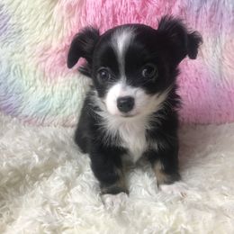Dancer - Black and white female Chihuahua puppy in Sugar Grove, Virginia from Kim's Chi babies from Place of Grace