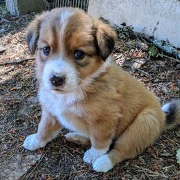 English Shepherd Puppies from LiquidMoon English Shepherds