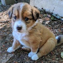 English Shepherd Puppies from LiquidMoon English Shepherds