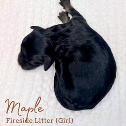 Maple - Phantom female Goldendoodle puppy in Livermore, Colorado from Heritage Hills Family Doodles