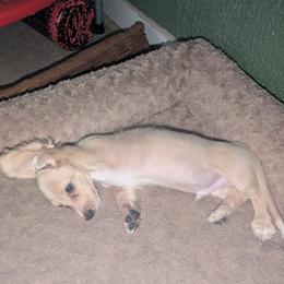 Apollo - Cream male Dachshund puppy in Winter Haven, Florida from Katrina's Punk Rock Dachshunds
