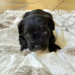 Miniature Schnauzer Puppies from Allen Fam Mini Schnauzers