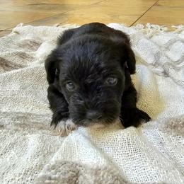 Miniature Schnauzer Puppies from Allen Fam Mini Schnauzers