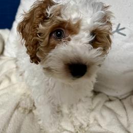 Cockapoo Puppies from Cockapoo