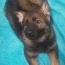 German Shepherd Puppies from Spruce Valley German Shepherds