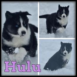 Hulu - Black and white female Siberian Husky puppy in Wheeler, Michigan from Haase Family Kennels
