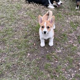 Pembroke Welsh Corgi Puppies from S7 Corgis and Chaos