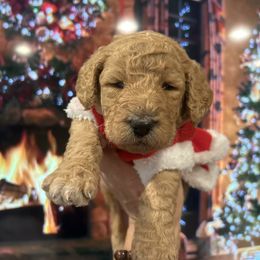 Rosie - Apricot female Poodle puppy in Mobile, Alabama from Semmy’s Standard Poodle LLC