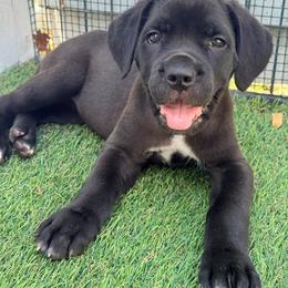 Yellow collar - Black brindle female Cane Corso puppy in Homestead, Florida from Sabal Palm Cane Corso
