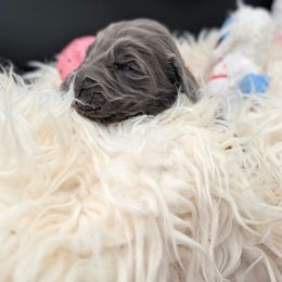 Comet - male Long Haired Weimaraner puppy in Evart, Michigan from Drehbar Weimaraners